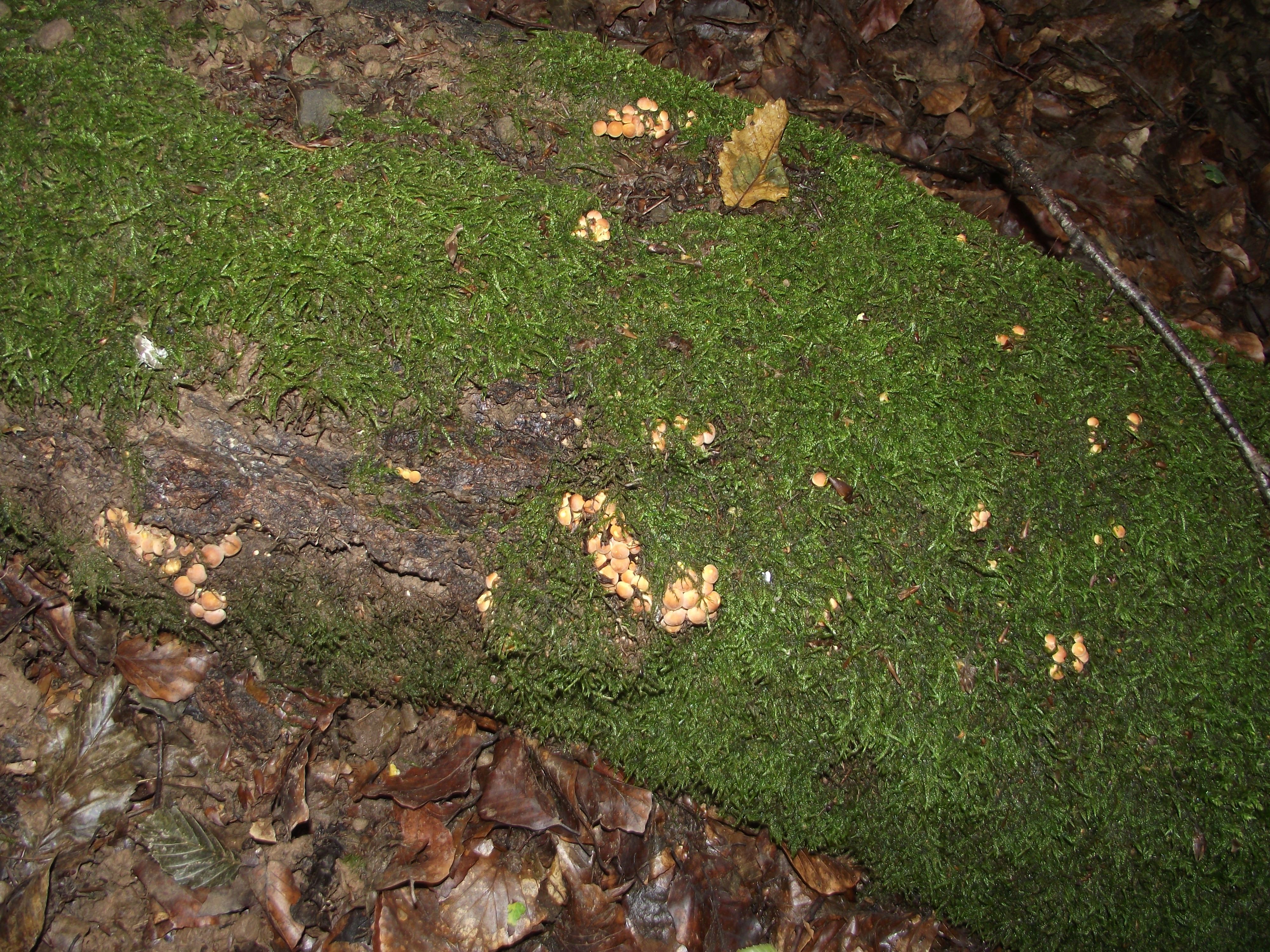 Grünblättriger Schwefelkopf